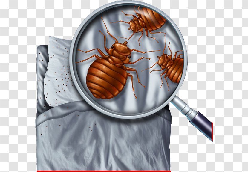 Bed Bug Control Techniques Pest Bite Transparent PNG