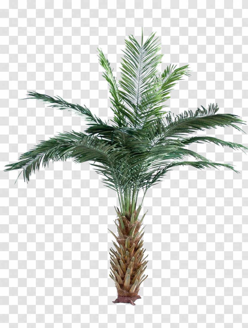Arecaceae Date Palm Attalea Speciosa Oil Palms Adonidia Merrillii - Tree Transparent PNG