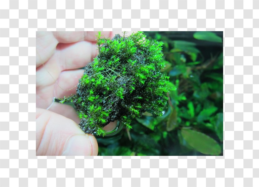 Moss Aquariums Aquatic Plants Herb - Non Vascular Land Plant - Freshwater Aquarium Transparent PNG