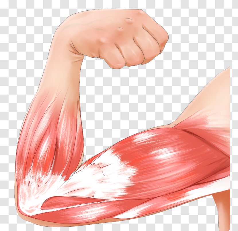 Muscle Contraction Arm Biceps Strain - Silhouette Transparent PNG