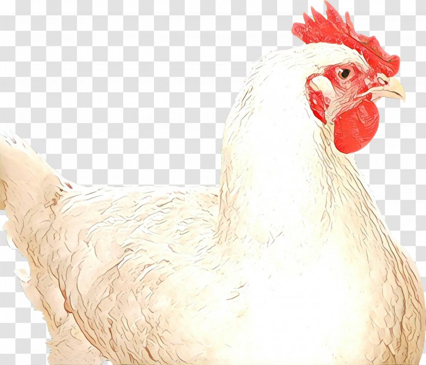 Chicken Rooster Bird Comb Beak - Cartoon - Fowl Livestock Transparent PNG