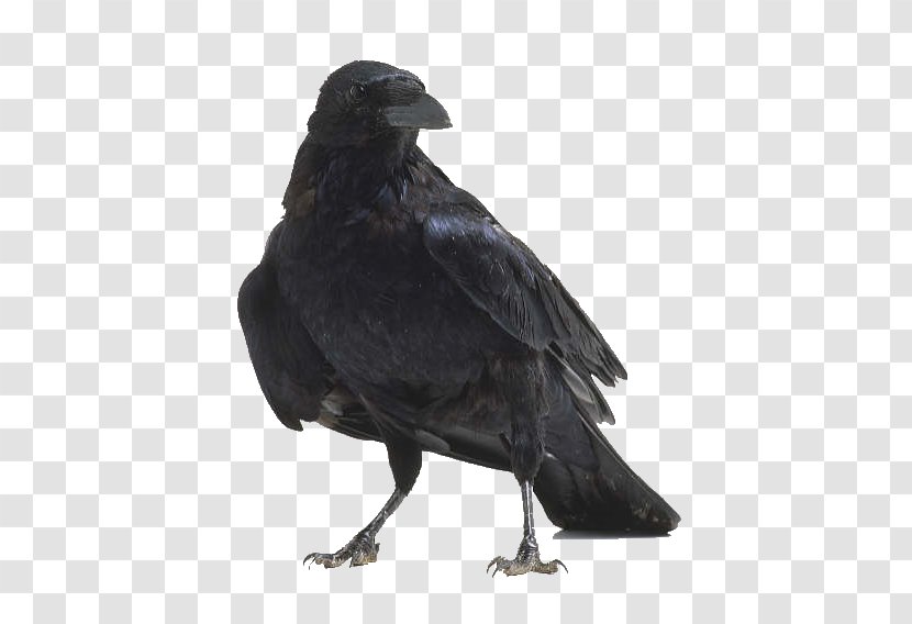 American Crow Bird Anatomy Raven - Common Transparent PNG