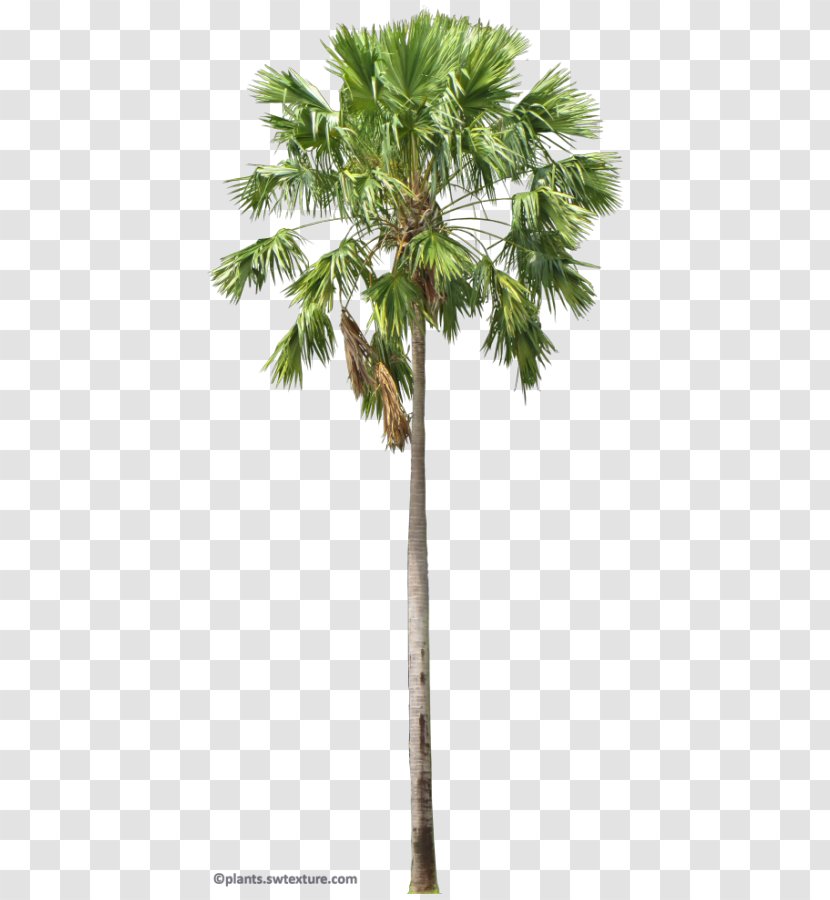 Asian Palmyra Palm Arecaceae Saribus Rotundifolius Livistona Areca - Woody Plant - Tree Transparent PNG