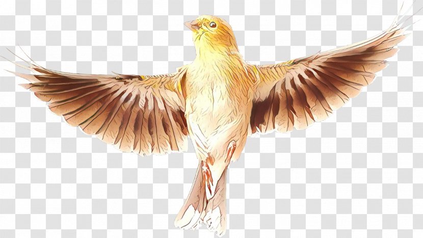 Beak Fauna Feather Falcon - Wing - Tail Transparent PNG
