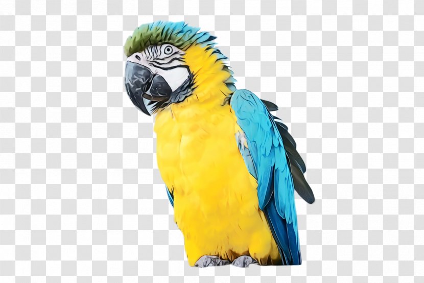 Colorful Background - Feather - Budgie Pet Transparent PNG