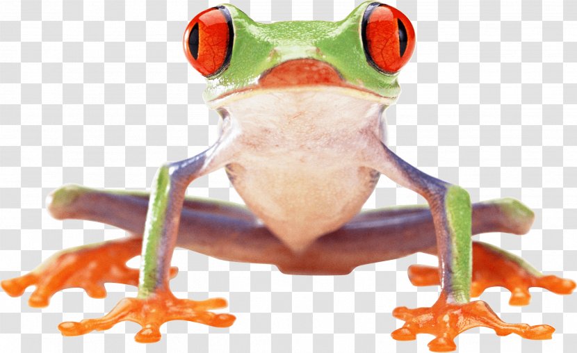 Red-eyed Tree Frog Clip Art - Amphibian Transparent PNG