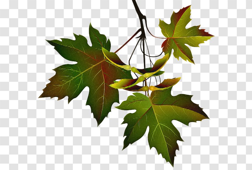 Maple Leaf - Grape Leaves - Sweet Gum Woody Plant Transparent PNG