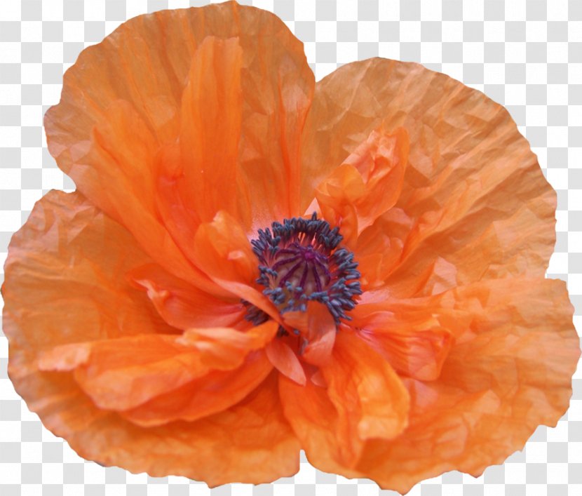 Poppy Flower Drawing DeviantArt - Family - Poppies Transparent PNG