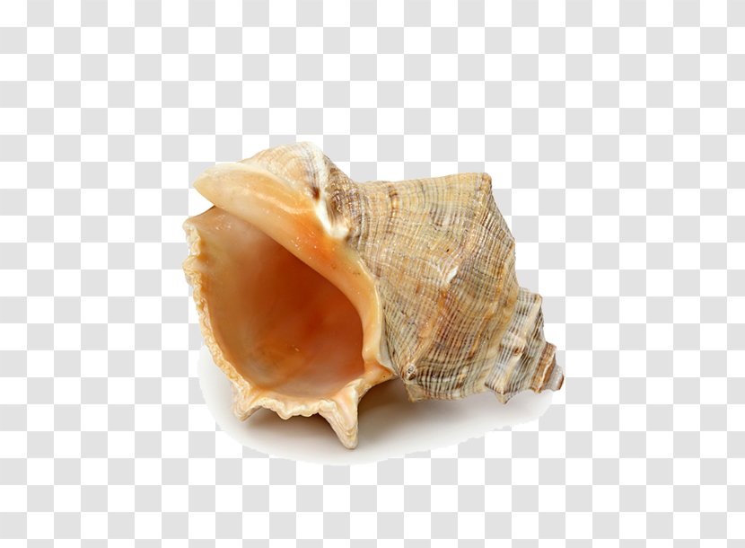 Seashell Starfish Beach - Conch Pictures Transparent PNG