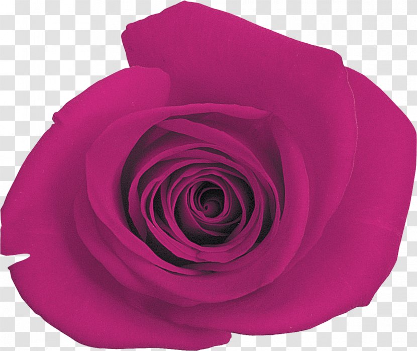 Purple Rose Magenta Lilac Pink - Order Transparent PNG