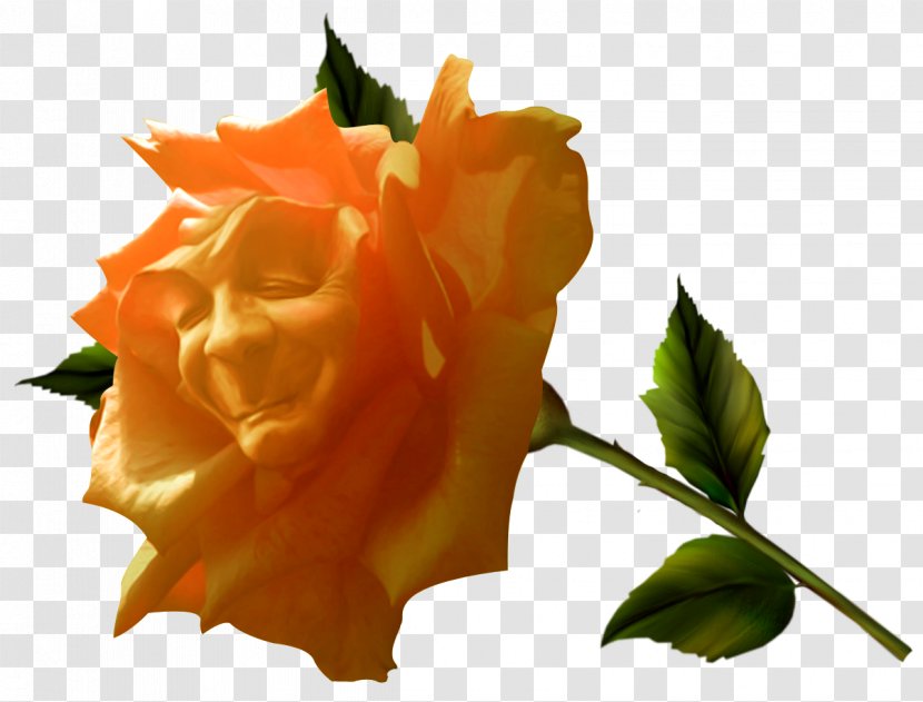 Fairy Tale Garden Roses - Flower Transparent PNG