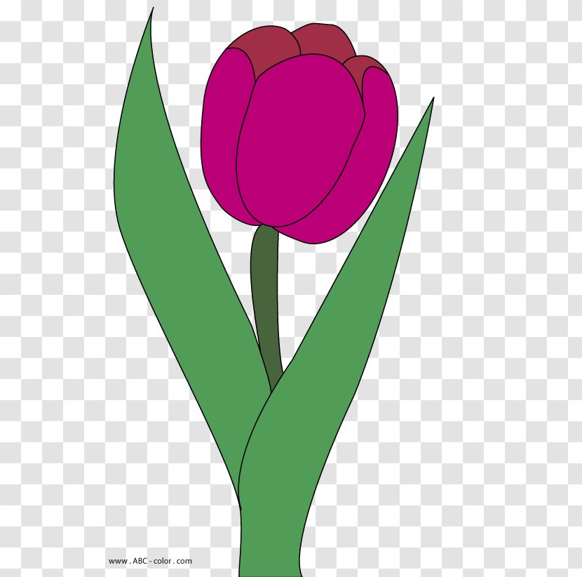 Tulip Drawing Clip Art - Plant Stem - Wine Red Cover Transparent PNG