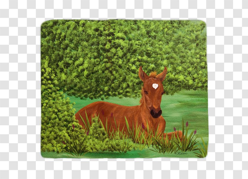 Mare Foal Blanket Mustang Pack Animal - Deer Transparent PNG
