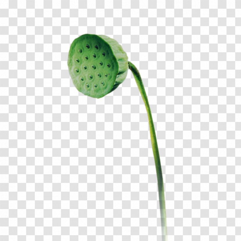 Flower Plant Stem - Green Lotus Transparent PNG