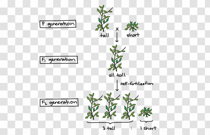 Experiments On Plant Hybridization Mendelian Inheritance Pea Genetics - Flower And Rattan Division Line Transparent PNG