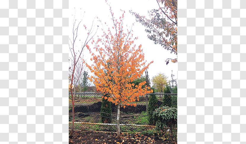 Sugar Maple Tree Shrub Autumn Leaf Color Deciduous - Specimens Transparent PNG