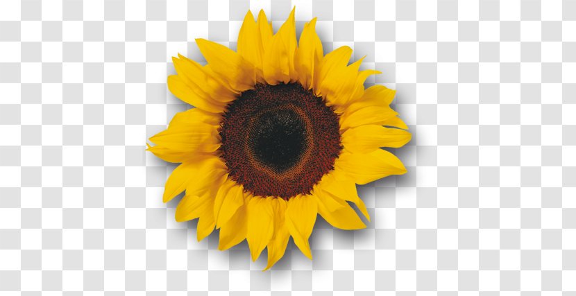 Clip Art - Sunflower - Flower Transparent PNG
