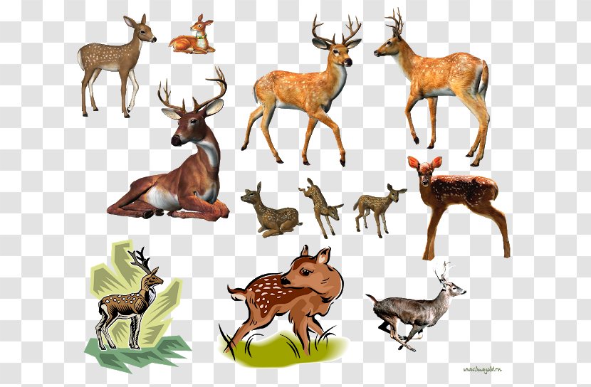 Reindeer Moose Elk - Deer Transparent PNG