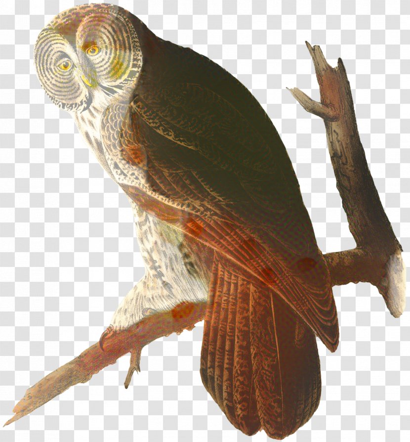 Grey Background - Cinereous Owl - Wing Tail Transparent PNG