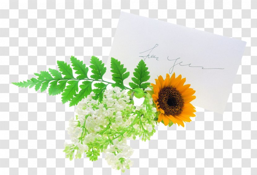 Flower Euclidean Vector Gift - Plant - Fresh Envelope Transparent PNG