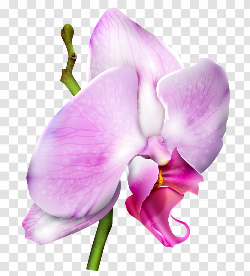 Moth Orchids Clip Art - Seed Plant - Orchid Clipart Image Transparent PNG
