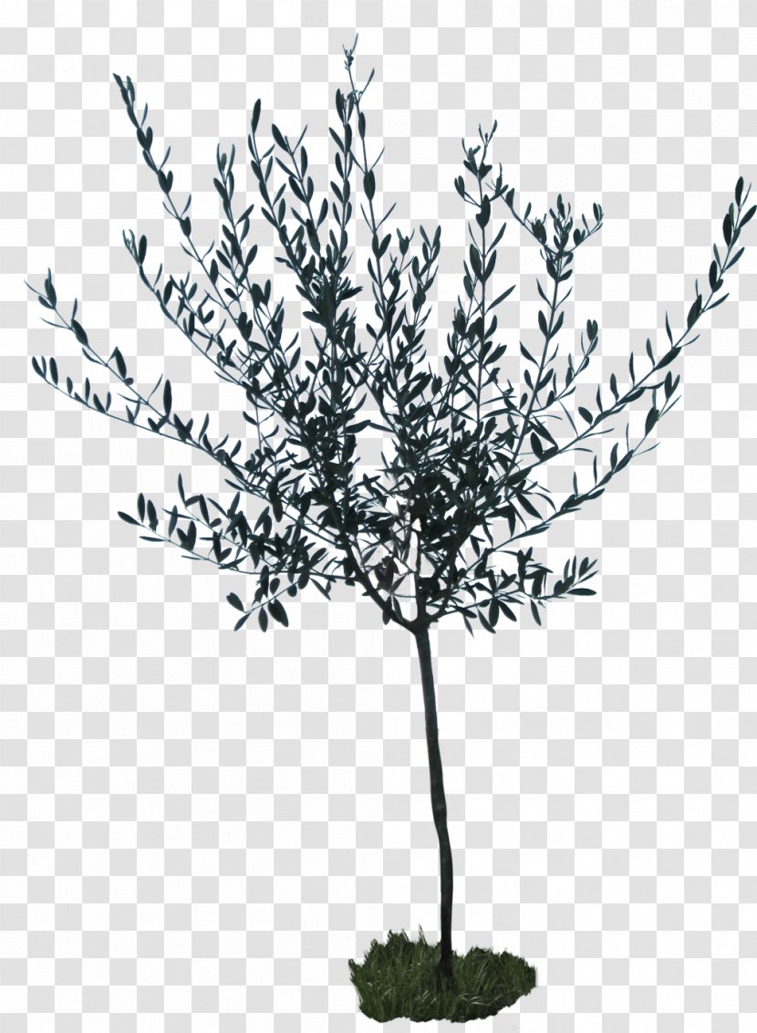 DeviantArt Flower Artist Stock - Tree - Olive Botanical Drawing Transparent PNG