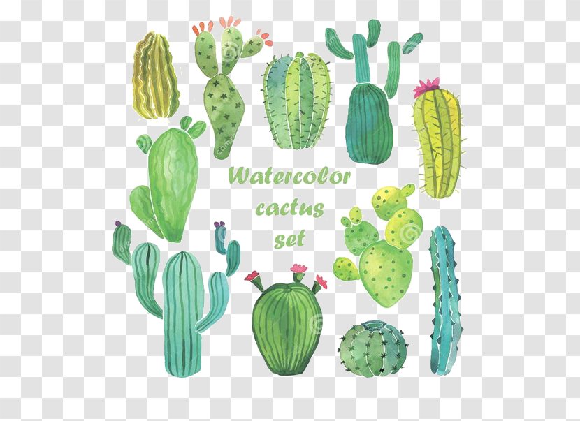 Cactaceae Watercolor Painting Drawing - Seed Plant - Cactus Transparent PNG
