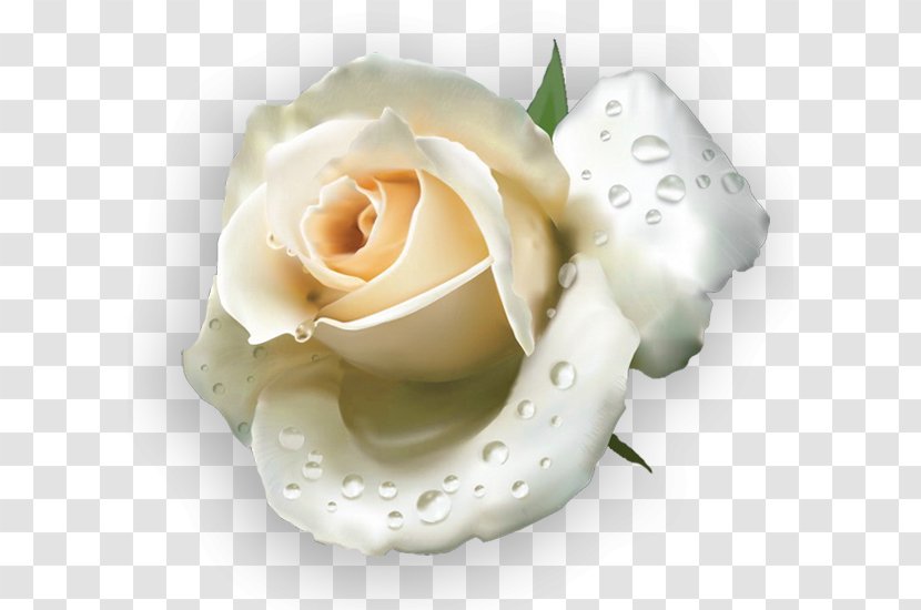 Garden Roses Les Blanches Yandex Search - Hoa Transparent PNG
