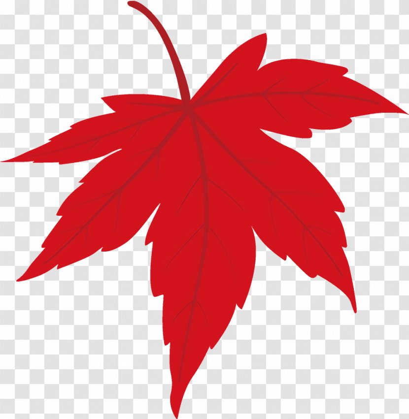 Maple Leaf Fallen Dead - Flower Transparent PNG