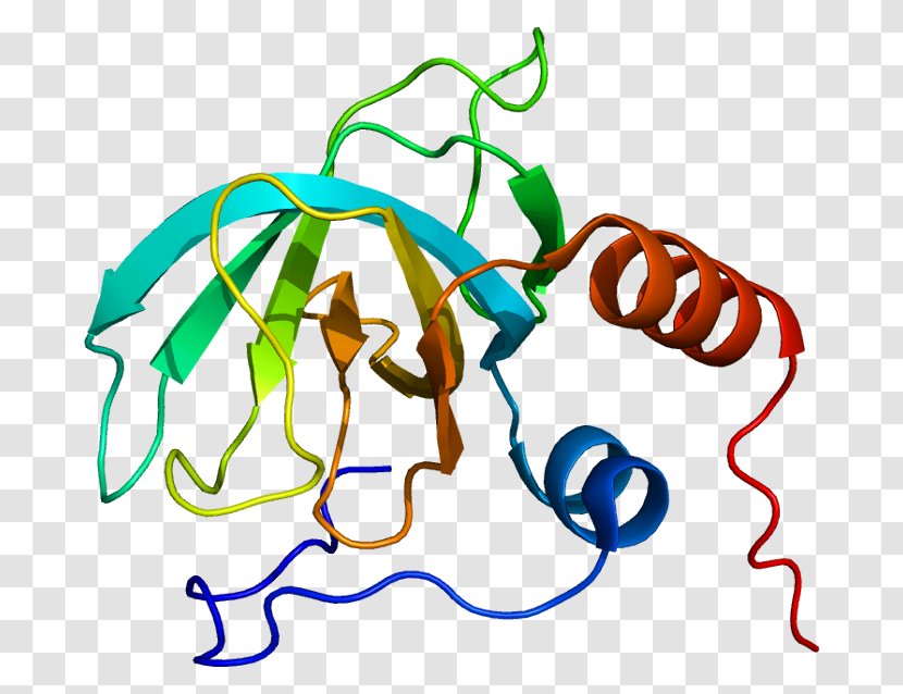 Wikimedia Commons Procollagen Peptidase Wikipedia Clip Art - Artwork - Foundation Transparent PNG