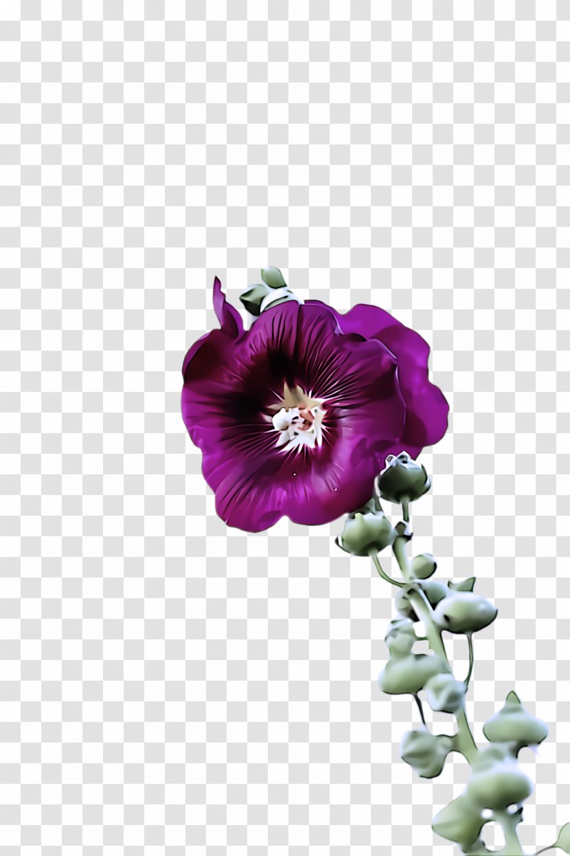Flower Purple Petal Violet Plant - Morning Glory - Mallow Family Transparent PNG