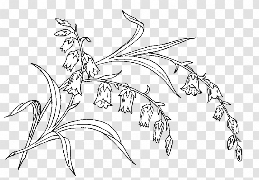 Sketch Mammal Illustration Line Art Graphics - Tree - Bohemia Corner Transparent PNG