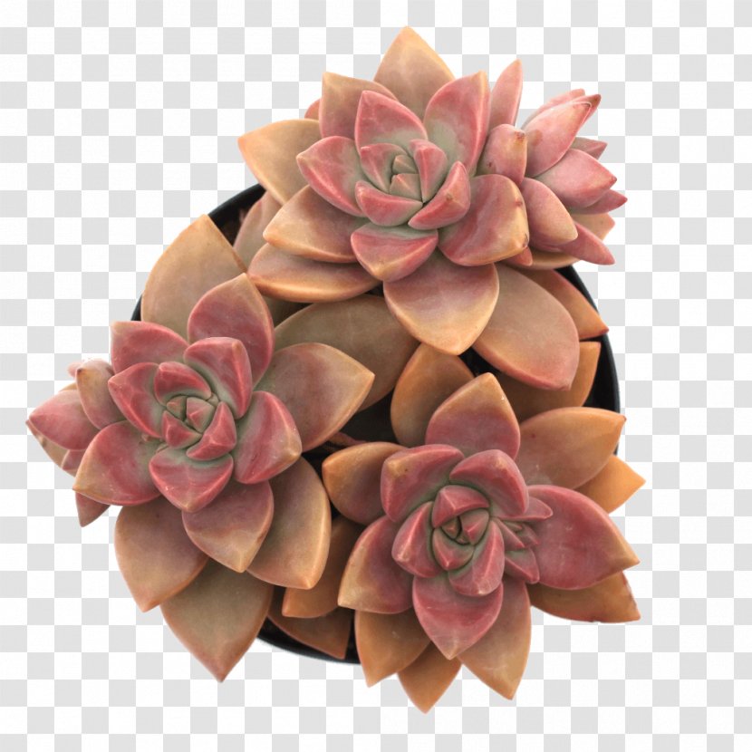 Cut Flowers Jade Plant Succulent Echeveria Leaf Transparent PNG