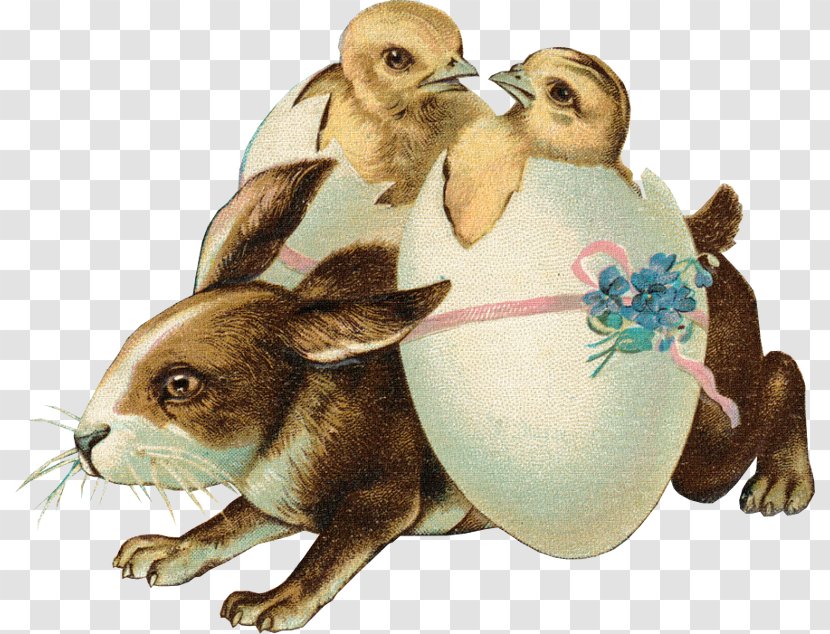 Easter Bunny Domestic Rabbit Postcard Happy Easter! - Organism Transparent PNG