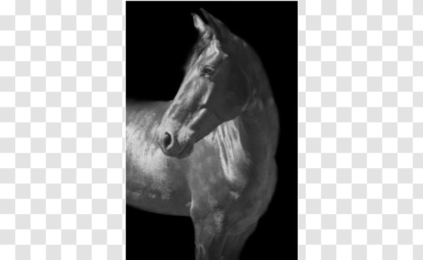 Mane Mustang Stallion Halter White - Stock Photography Transparent PNG
