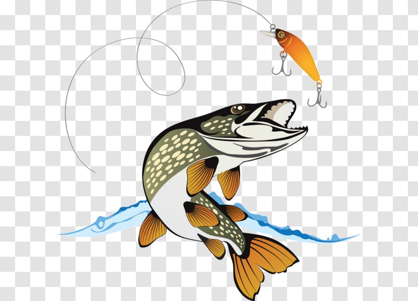 Northern Pike Royalty-free Stock Photography Illustration - Footage - Jumping Little Fish Transparent PNG