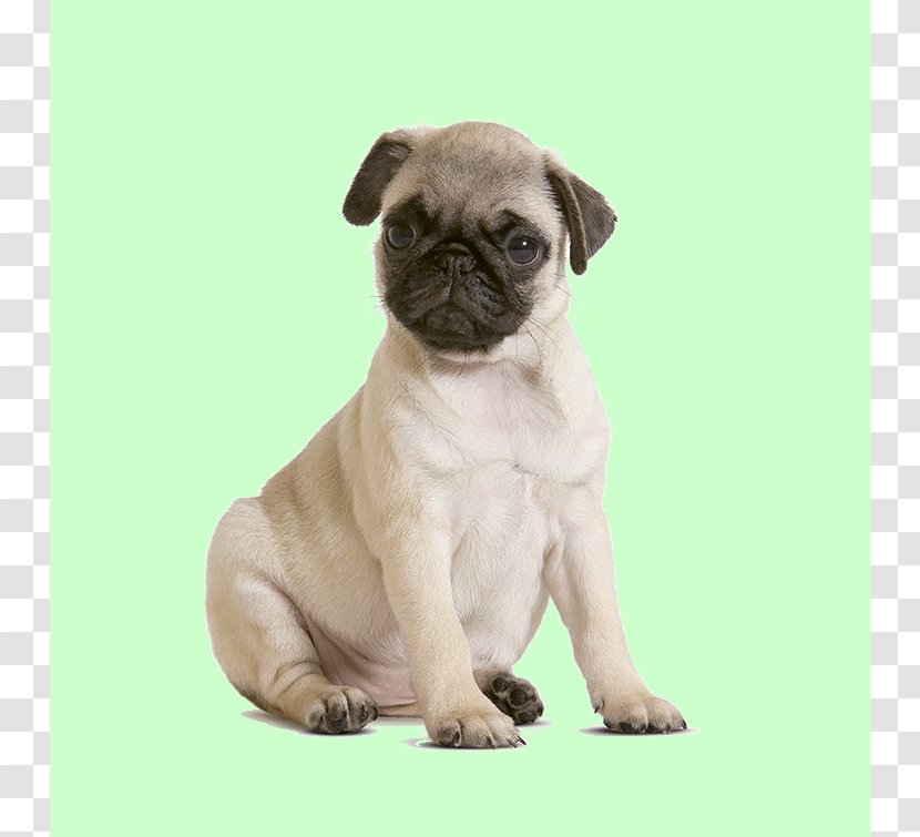 Pug Shih Tzu Puppy Chihuahua Maltese Dog - Like Mammal Transparent PNG