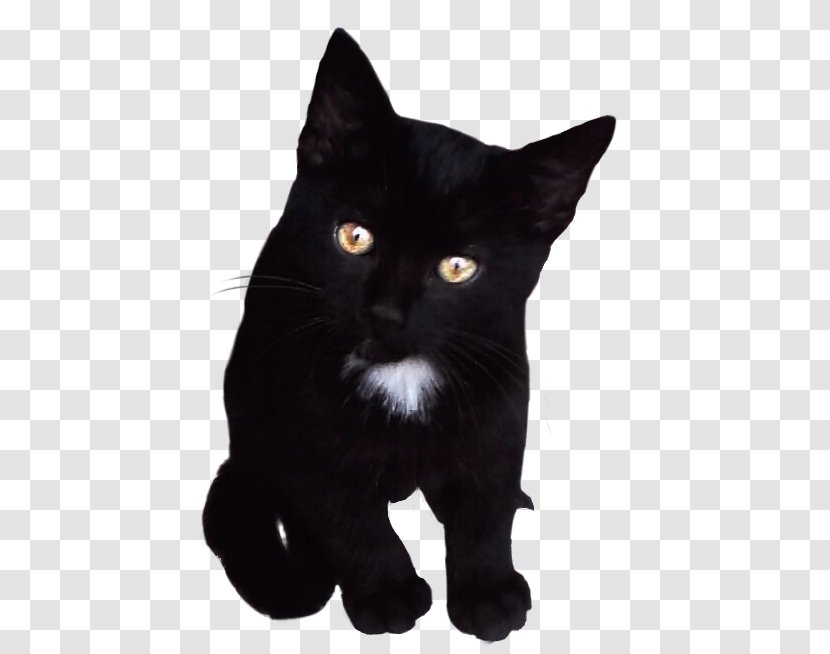 Bombay Cat Black American Wirehair Kitten Domestic Short-haired - Post Malone Transparent PNG