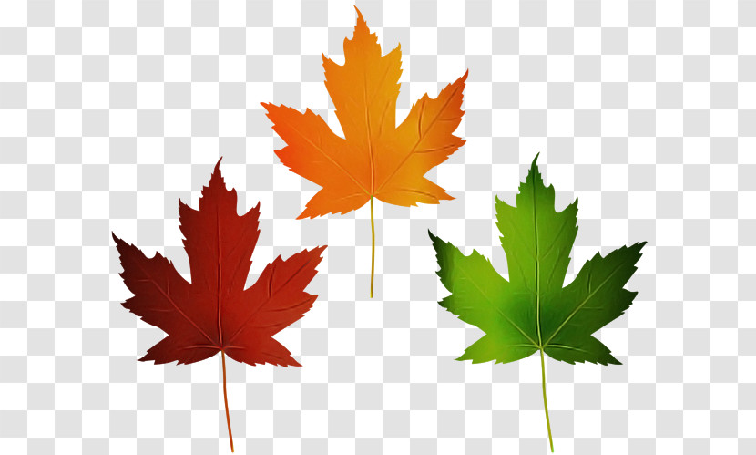 Leaf Maple Leaf / M Maple Meter Tree Transparent PNG