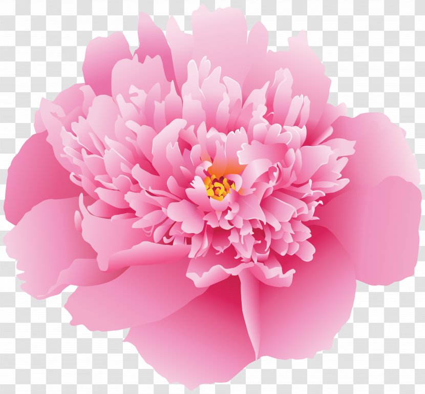 Peony Art Clip - Plant - Flowers Transparent PNG