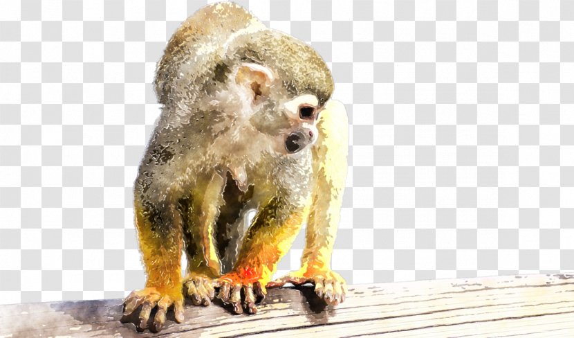 New World Monkeys Taj Mahal Squirrel Monkey Pitheciidae - Old Transparent PNG