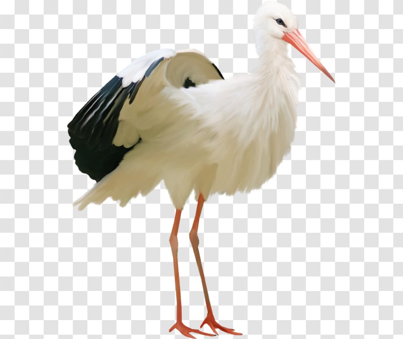White Stork Water Bird Flamingos Ardea - Pelican Transparent PNG