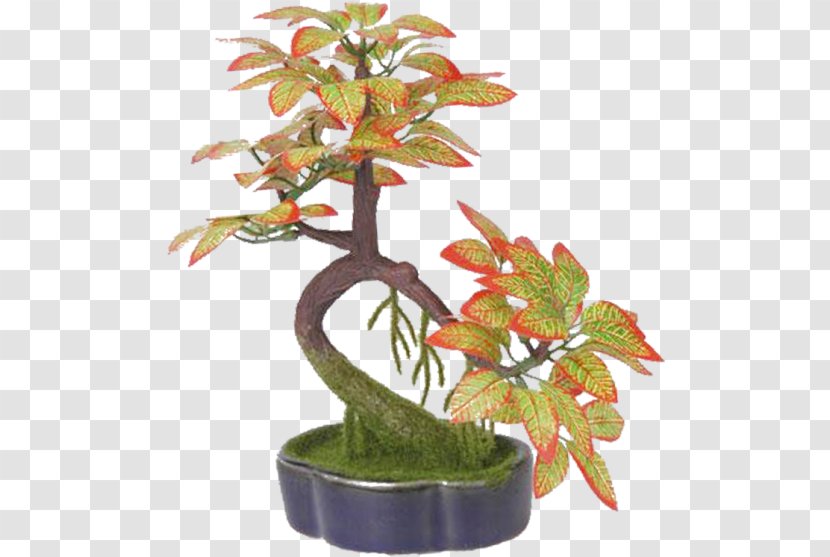 Bonsai Flowerpot Ornamental Plant Penjing - Photography - Tree Transparent PNG