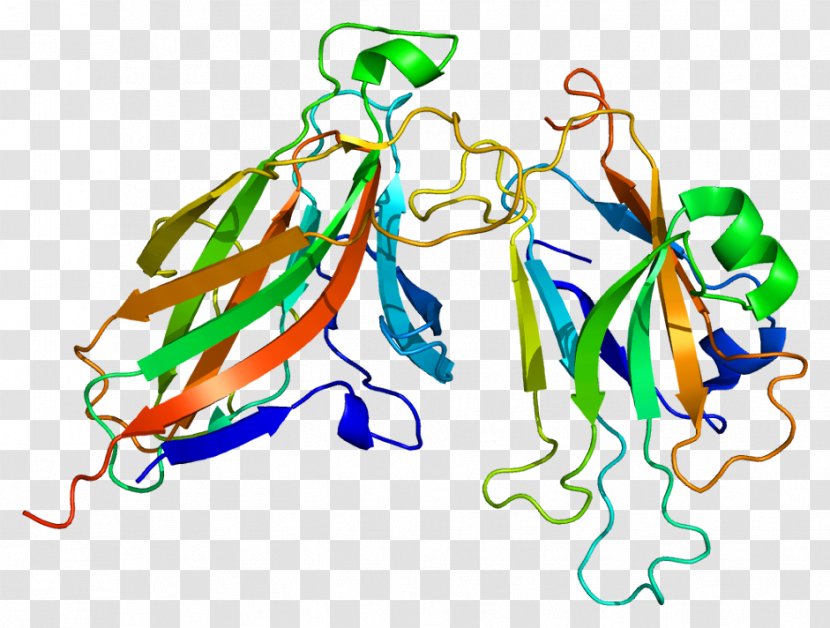 Ephrin A5 B2 Protein Glycosylphosphatidylinositol - Heart - Flower Transparent PNG