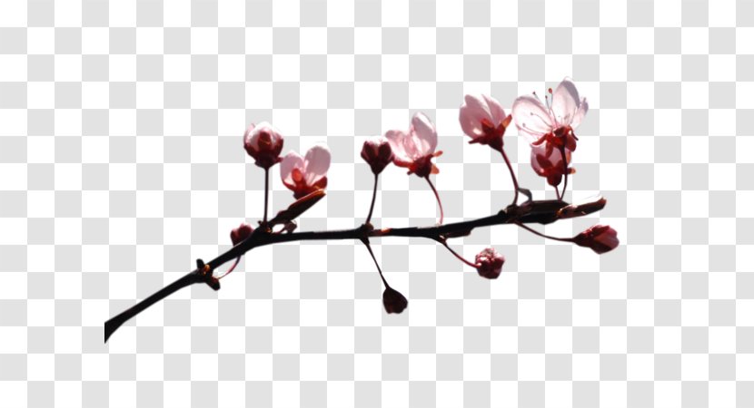 Video Image TinyPic ST.AU.150 MIN.V.UNC.NR AD - Flowering Plant - Magnolia Buds Transparent PNG