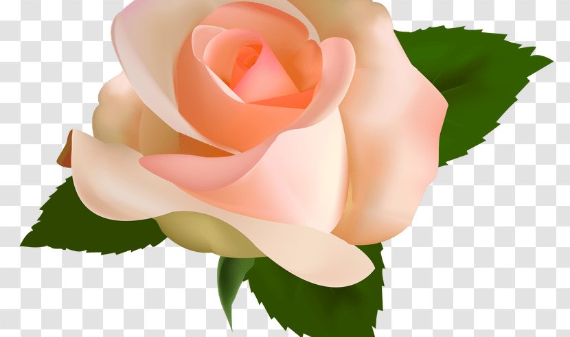 Rose Clip Art - Hand-painted Peach Blossom Transparent PNG