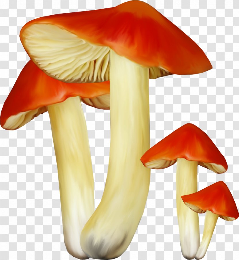 Edible Mushroom Russula Clip Art Fungus - Pileus Transparent PNG