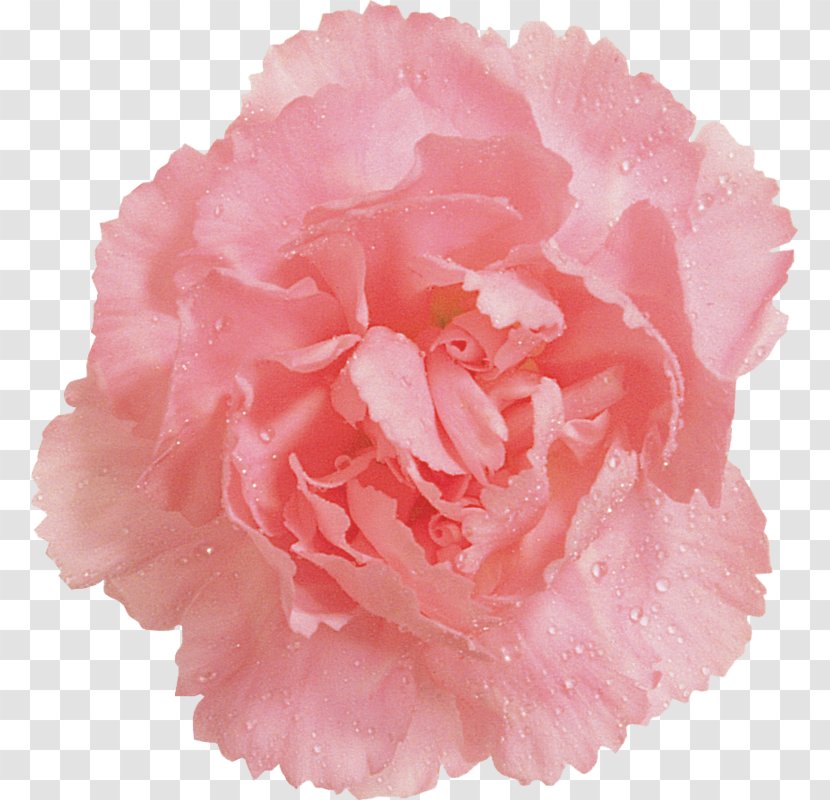 Cabbage Rose Garden Roses Pink Clip Art Carnation - Cut Flowers - Hava Karanfil Transparent PNG