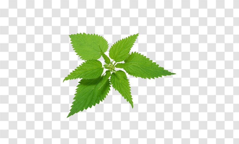 Common Nettle Plant Food Herbal Tea Transparent PNG