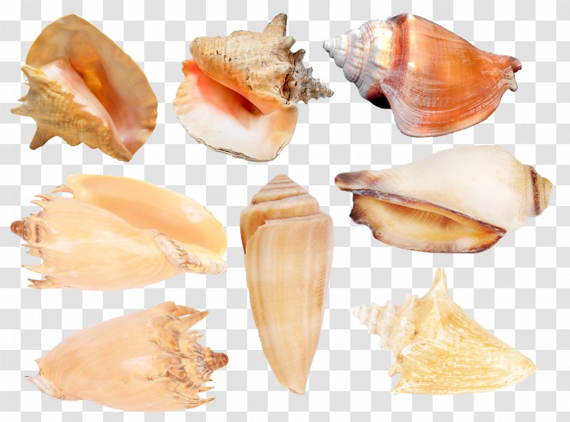 Cockle Seashell Conchology Molluscs Transparent PNG